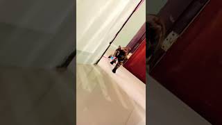 My Cat Bibi Pakul Like To Play #cat #cats #catshorts #catvideos