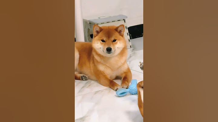 原来狗狗也会打嗝啊…对不起我没憋住哈哈哈哈哈哈哈#萌宠日常记录 #被小狗治愈的一万个瞬间 #养狗的乐趣 #原来狗狗也会打嗝啊 #铲屎官日记