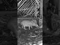 Paca na seva, confira #natureza #cameradetrilha #paca #naturezasurpreendente