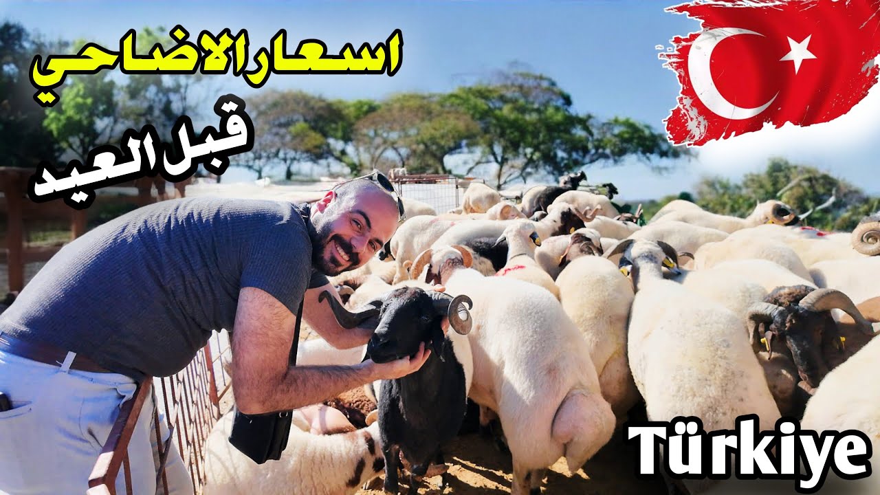 اسعار الاضاحي في سوق التركي🇹🇷 ومكان بيع الاضاحي في إسطنبول