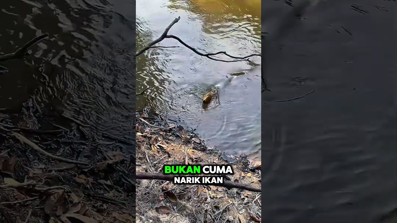 🎣⚡ Pria Mancing Malah Dapet Belut Listrik! 😱🐍