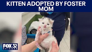 Meet Pinky: Kitten adopted by foster mom, arrived at PAWS Chicago shortly after birth