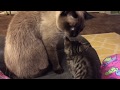 Siamese Cat Max Reacts to Baby Foster Kitten!