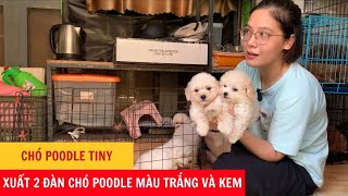 Chó Poodle Tiny - Xuất Hai Đàn Chó Poodle Màu Trắng Và Kem - Phương Cún TV by Phương Cún TV 392 views 9 months ago 3 minutes, 6 seconds