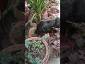 Simba Ka Tummy Aaj Thoda Upset Hai 
