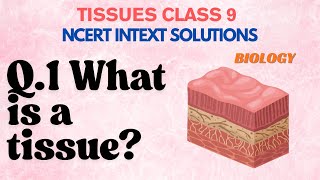 What is a tissue