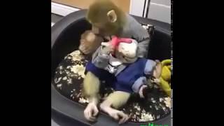 Monyet Zaman Now,,,Lagi Nyusuin