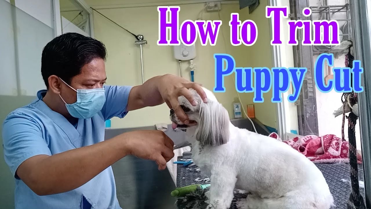 How to Trim Puppy Cut 7 Simple Steps Clean Face Poodle Feet