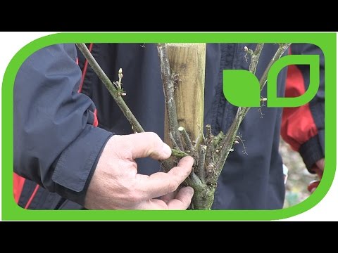 Wideo: Agrest „Kurshu dzintars”: cechy roślin i zasady przycinania