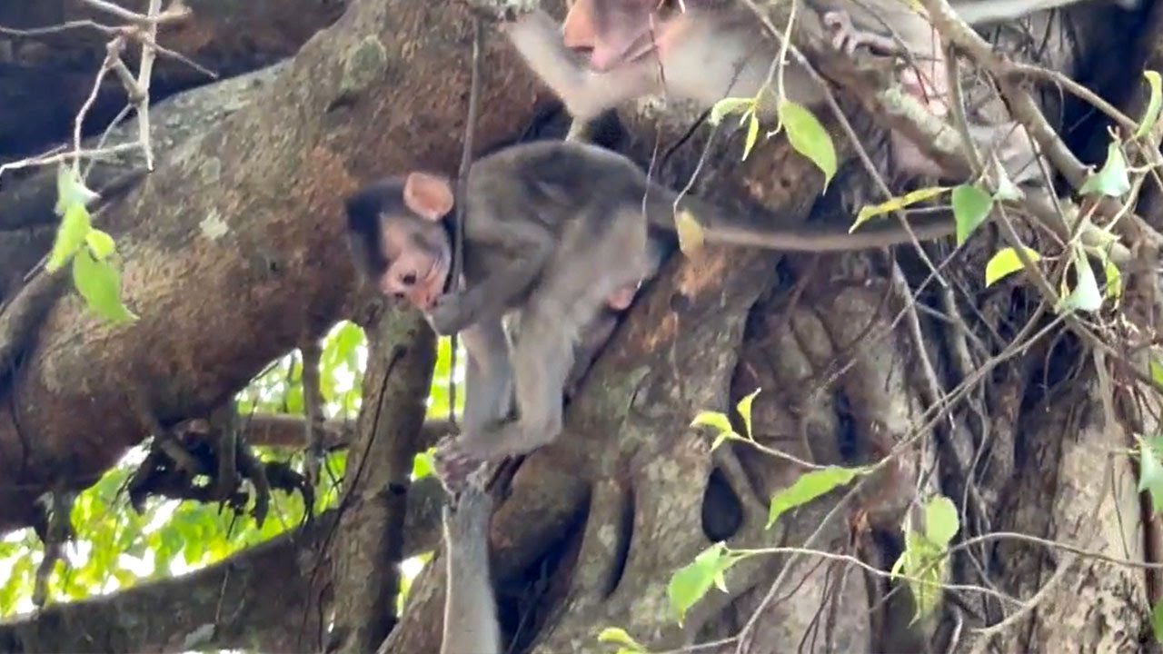 Help Me Monkey Oh My Mother Help Me. Cute Baby Monkeys. - YouTube