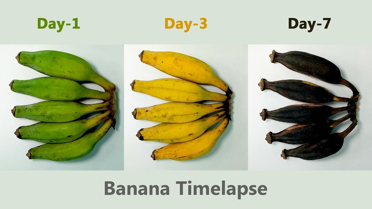 Banana Timelapse YouTube