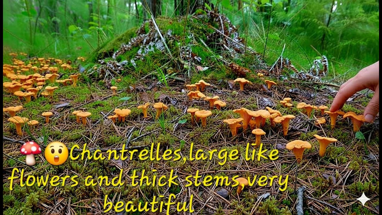 🍄😮 Chanterelles, large like flowers and thick stems, very beautiful.