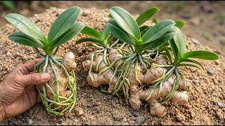 100% SUCCESS RATE! Ginger Trick to Stimulate Orchids to Grow 999 Roots.