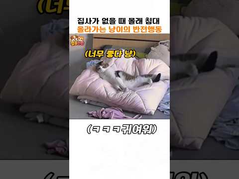 집사가 없을 때 몰래 침대 올라가는 냥이의 반전 행동 thumbnail