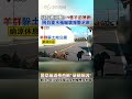 以為被攻擊!19隻羊追著跑 阿伯提水桶嚇壞報警求救 警察繞道搜查揪”暴動原因”飼主:吃完草口渴以為水桶裡有水喝