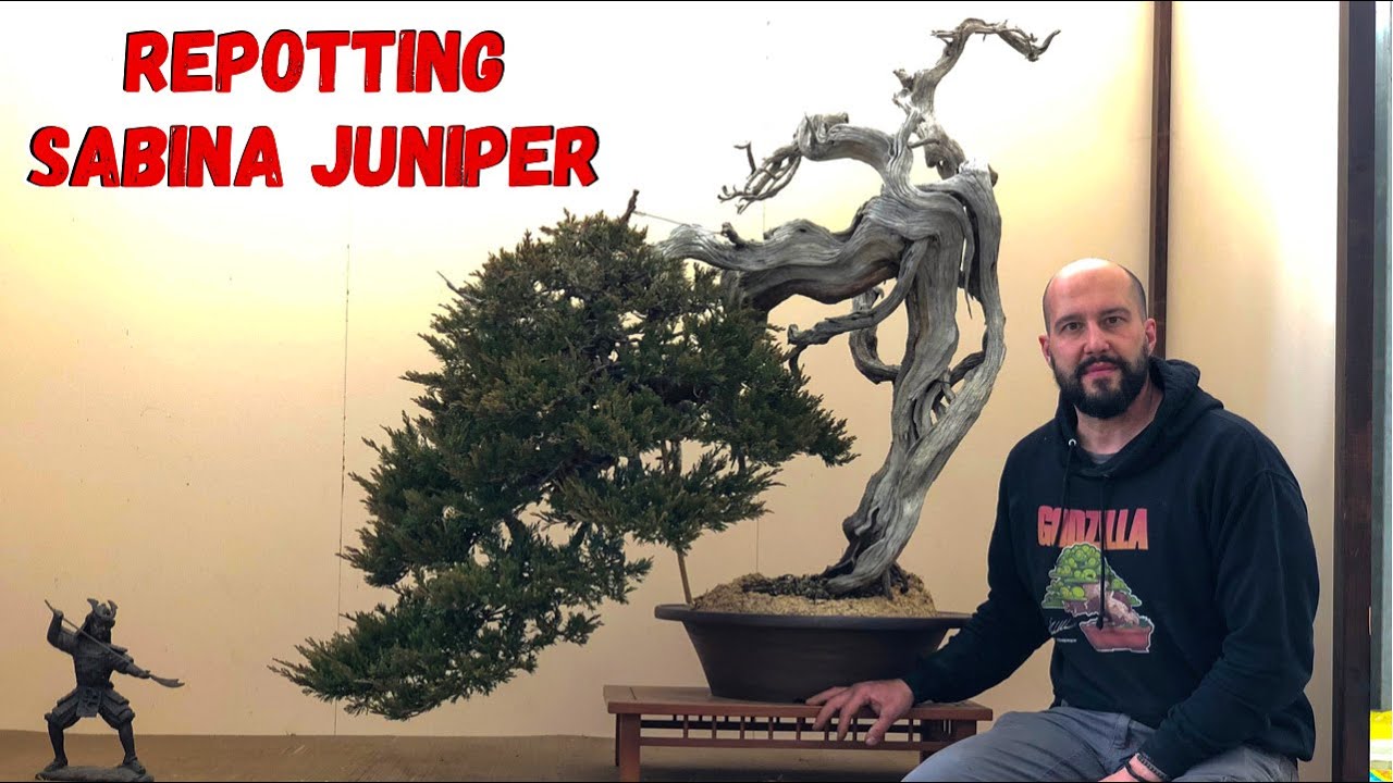 REPOTTING SABINA JUNIPER
