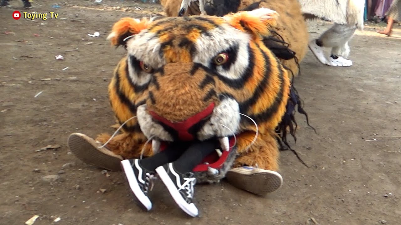 Can Macan Dapat Mangsa Cantik Di Brambang Karangawen