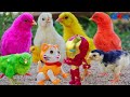 Scenic MURGI Chicks play with Cat, Robot toy Vs Chicks | Piles of Color baby chicks GALLINA FRACAS