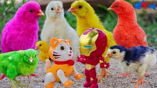 Scenic MURGI Chicks play with Cat, Robot toy Vs Chicks | Piles of Color baby chicks GALLINA FRACAS