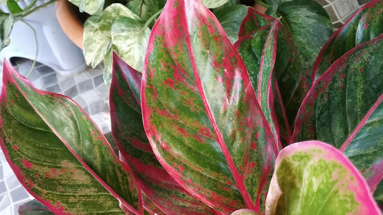 Aglaonema Lipstick Plant _ Indoor plant YouTube