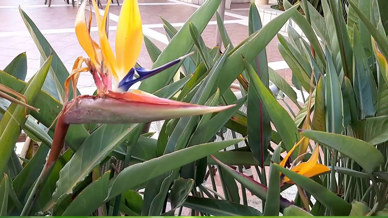 Райская птица Красивый цветок Стрелиция в Израиле - YouTube