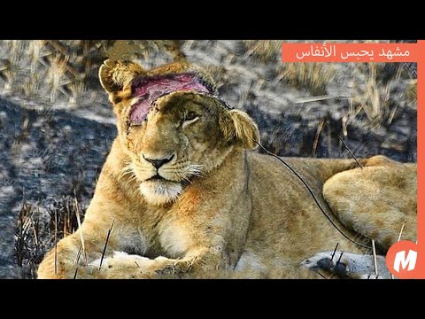 لحظات فشل فيها الأسود في افتراس فرائسهم معارك دموية