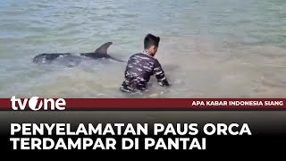 TNI AL Selamatkan Paus Orca | AKIS tvOne