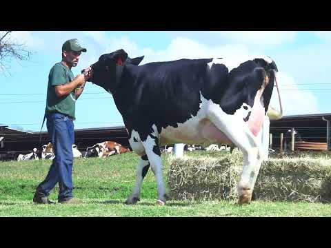 LOTE 44 DELETOPI DILEMA 433 ARES