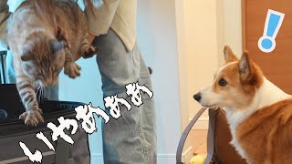 病院に連行される同居猫を見た犬がこうなりました！ by コギチューブ【犬と猫のゆるい生活】 49,532 views 2 months ago 9 minutes, 17 seconds