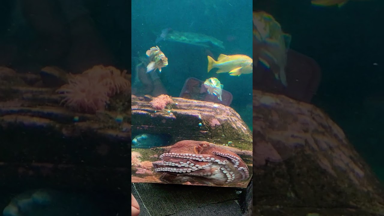 A Giant Pacific Octopus,  Agnatha, moves around. 