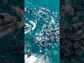 🐬激レア！シャチたちのエイの超大群狩り！🌈