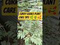 Tips for growing healthy curry leaves plant🌿🪴| कड़ी पत्ता कैसे लगाए#garden #trending #shorts #nature