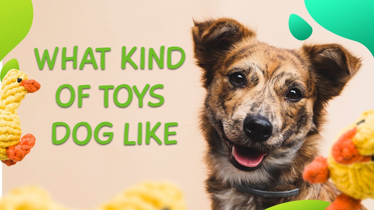 The Experts’ Guide To What Kind Of Toys Dogs Like YouTube