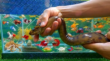 Video động vật dễ thương, cá lia thia, cá betta, cá bảy màu, cá vàng, bạch tuộc, cá chình biển