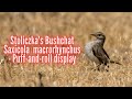 Stoliczka&#39;s Bushchat Saxicola macrorhynchus   - Puff-and-roll display