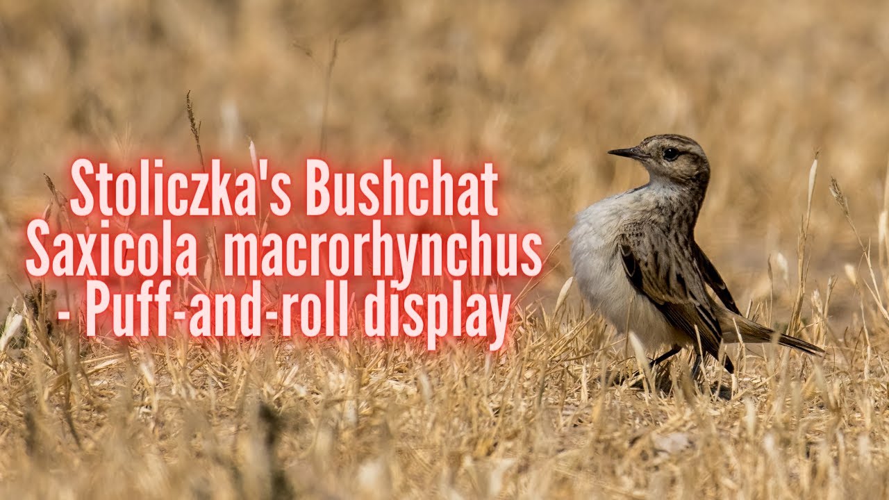 Stoliczka's Bushchat Saxicola macrorhynchus   - Puff-and-roll display