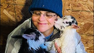 A Heartwarming Story of Goat Recovery