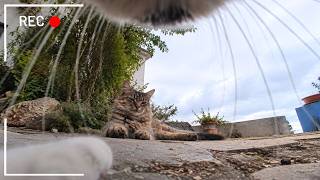 Cat Wearing Camera: This Cat Makes the WEIRDEST Noises