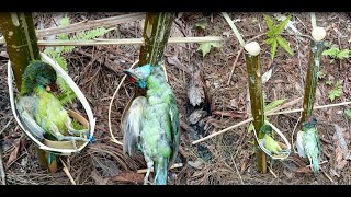 lam hlwb create amazing bamboo trap to catch bird good results