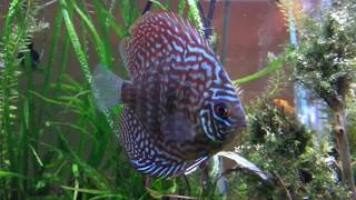 Discus changing colors