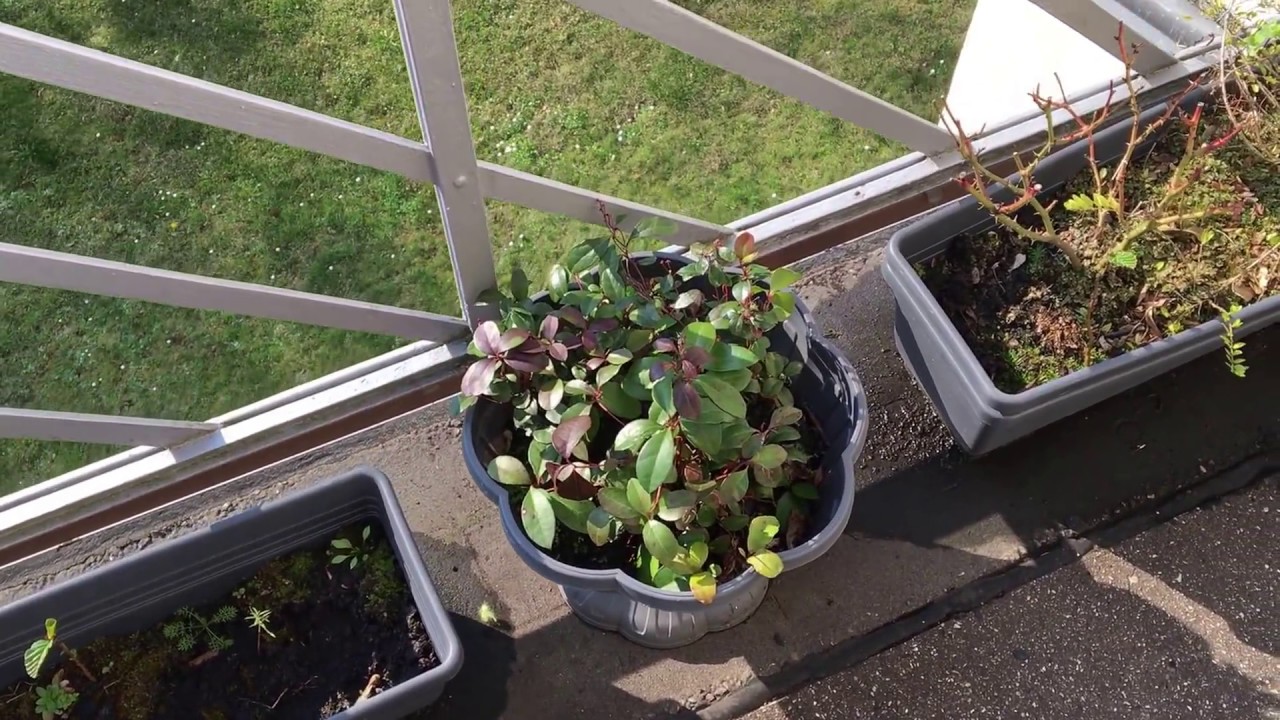Balkonpflanzen im Frühjahr Frühling YouTube