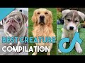 TikTok Most Beautiful Creature on The Planet 🐶 || TikTok Compilation