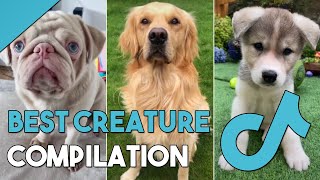 TikTok Most Beautiful Creature on The Planet 🐶 || TikTok Compilation