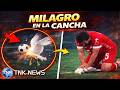 ¡Milagro en la cancha! Futbolista salva a gaviota con RCP en pleno juego de fútbol en Turquía