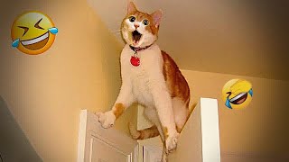 😍😅 New Funny Cats and Dogs Videos ❤️😆 New Funny Animals 2024 #17