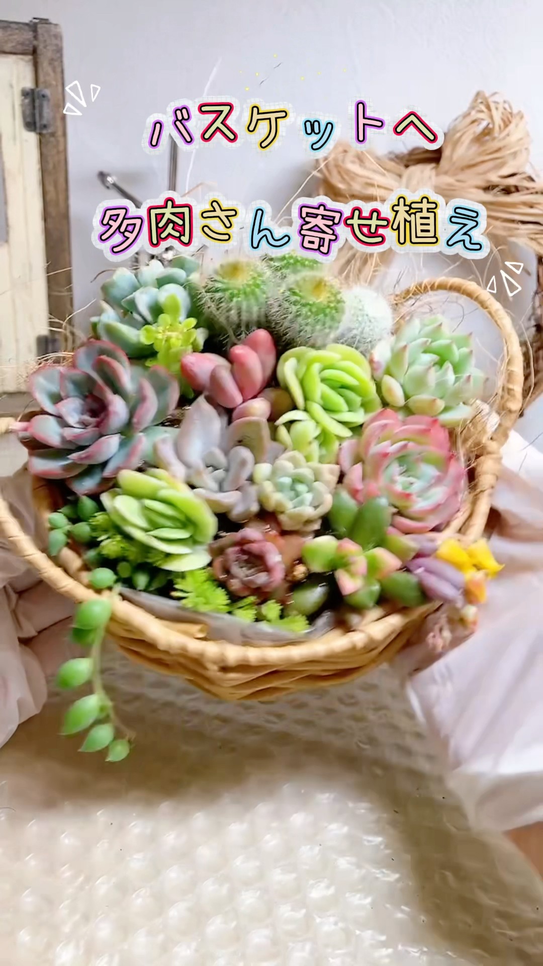 多肉さん寄せ植え】母の日プレゼント🎁寄せ植え作ってみた♪ #多肉植物