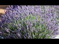 Southern Hills Lavender - Making It Grow