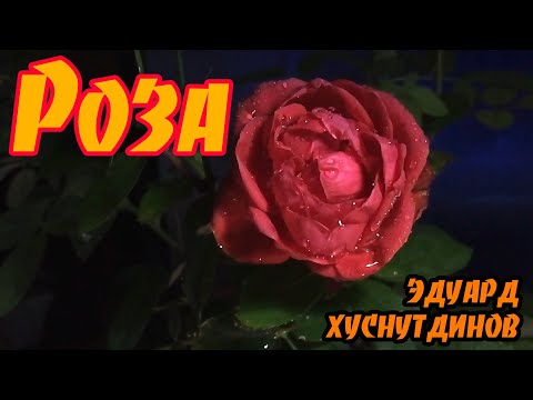 Роза - Эдуард Хуснутдинов (Премьера 2020)