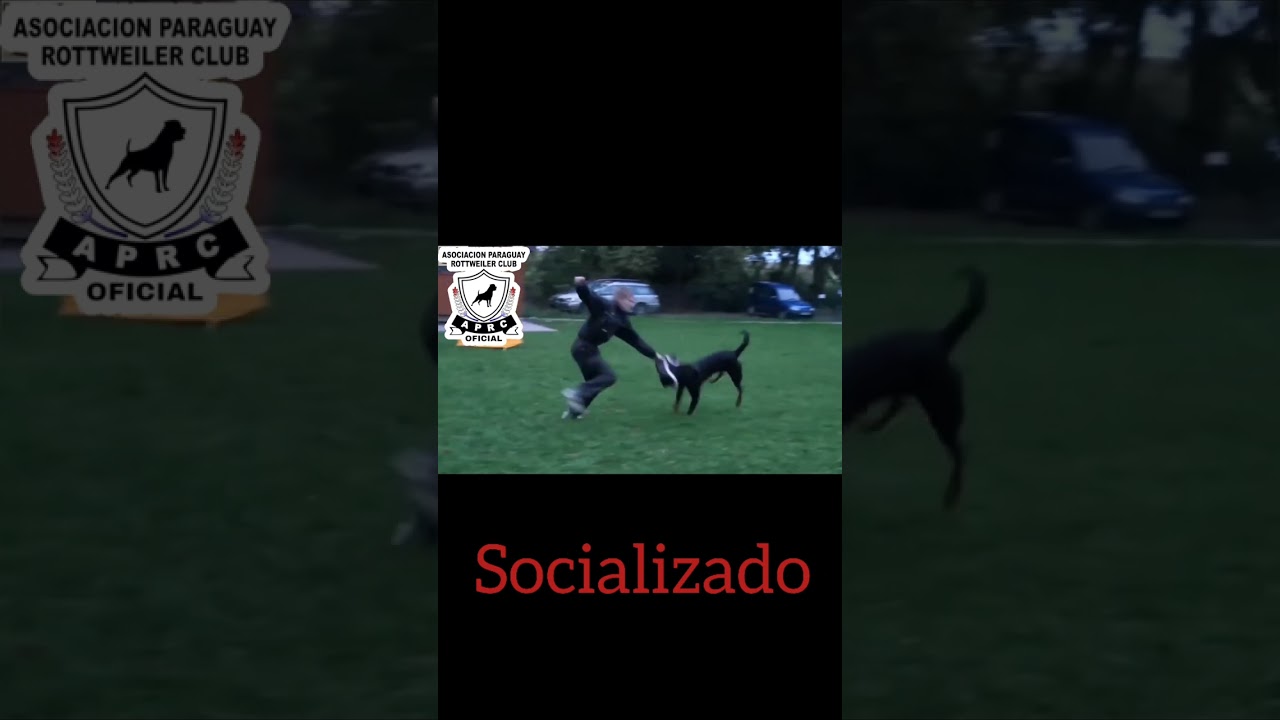 Hablemos de una de las "leyendas negras" de los perros mas poderosos!!! ☝️✍️