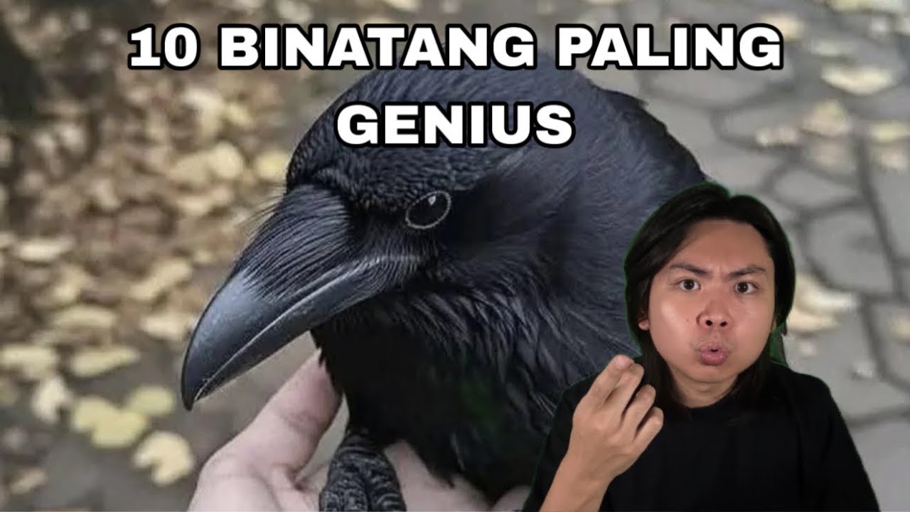 10 Binatang Paling Genius di Dunia 